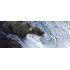 Grizzly Salmon Oil - Alaska metsiku lõhe õli lemmikloomale 1L