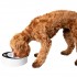 Smart Slow Feeder- digitaalse näiduga aeglase söömise kauss koerale